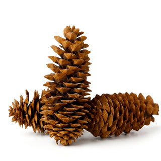 sugar_cones