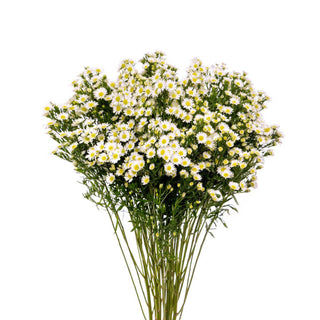 White Aster