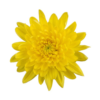 Yellow Star Cremon