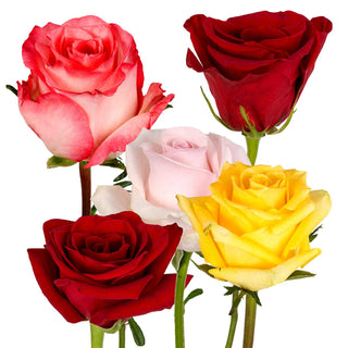Red/Pink/Yellow/Novelty Assorted Roses
