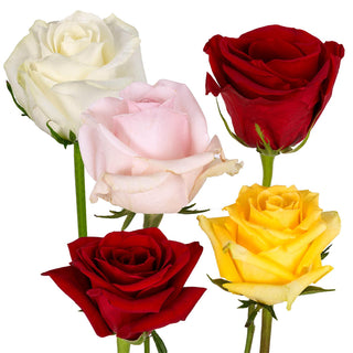 Red/Pink/Yellow/White Assorted Roses - 125 Stems