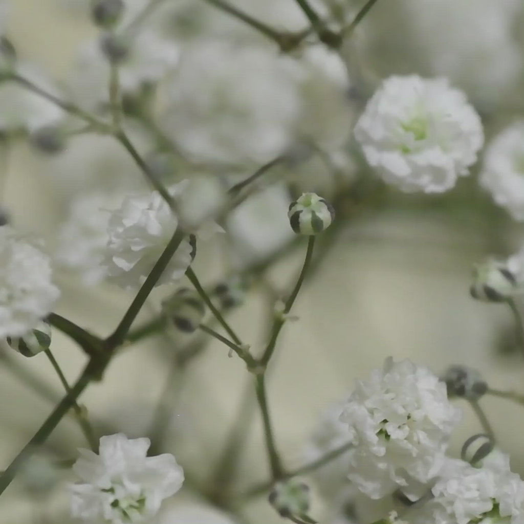 Baby's Breath flower care tips
