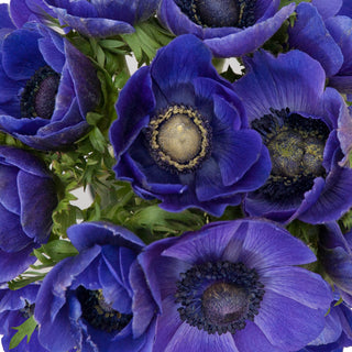 Anemones Blue Blue flowers - fresh-cut flowers by Bloomingmore - ideal for weddings and floral events