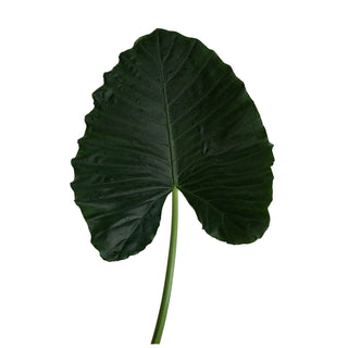 Alocacia Green Green flowers - fresh-cut flowers by Bloomingmore - ideal for weddings and floral events