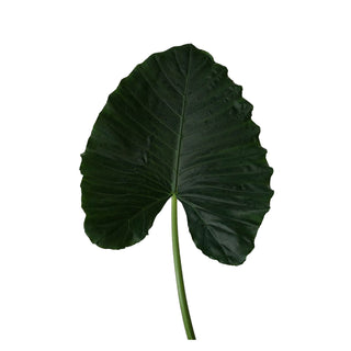 Alocacia Green Small Green flowers - fresh-cut flowers by Bloomingmore - ideal for weddings and floral events