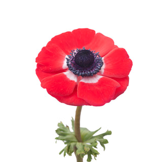 Anemones Red Red flowers - fresh-cut flowers by Bloomingmore - ideal for weddings and floral events