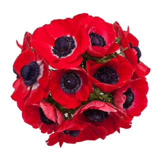 Anemones Red Red flowers - fresh-cut flowers by Bloomingmore - ideal for weddings and floral events