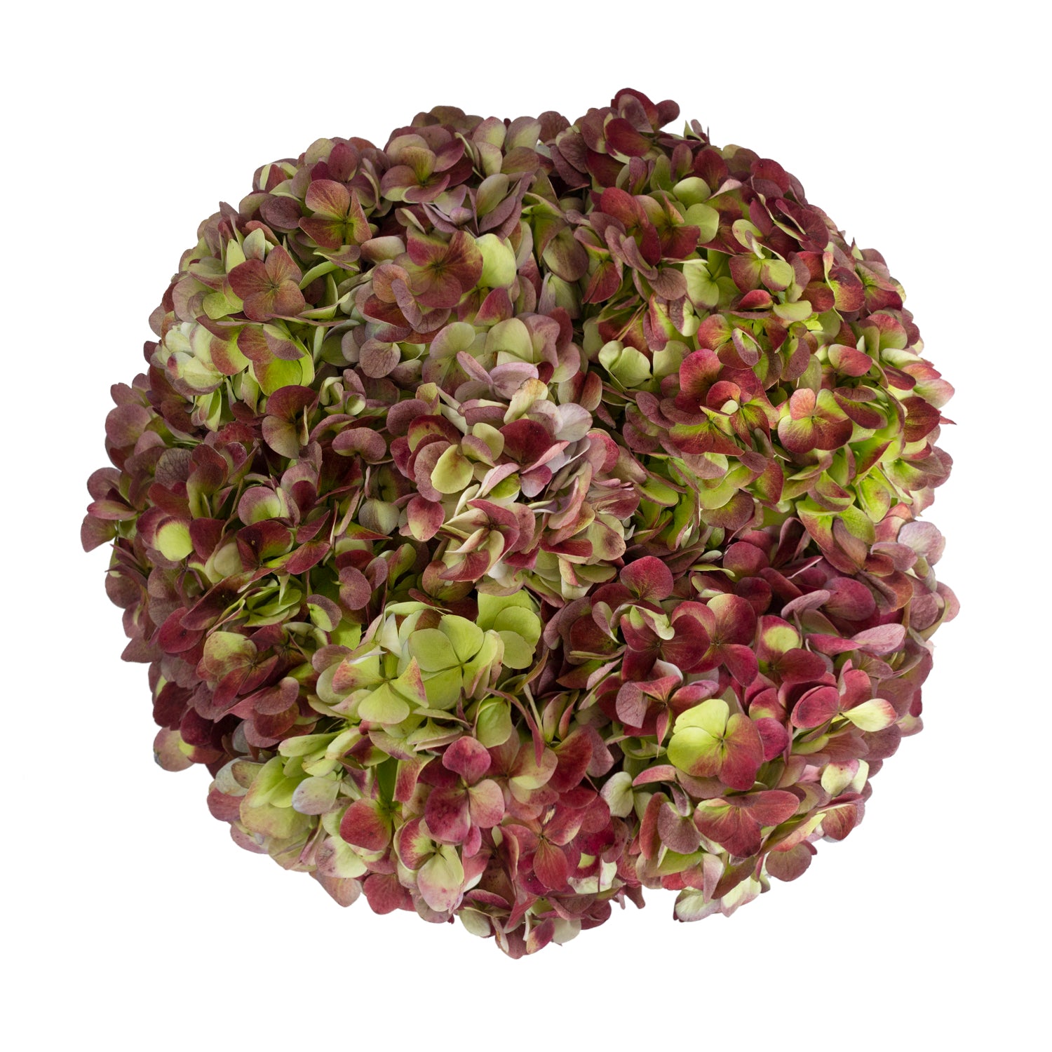 Antique_Red_Natural_Jumbo_Hydr