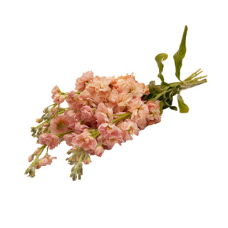 Apricot Stock Peach flowers - fresh-cut flowers by Bloomingmore - ideal for weddings and floral events