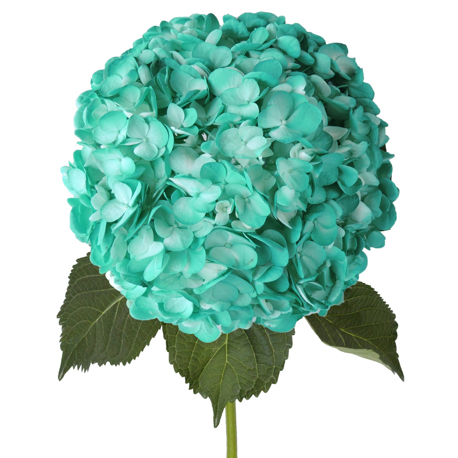 Aqua_Painted_Hydrangeas_Bloomi