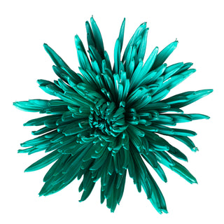 Aquamarine Painted Anastasia Spider Mums Aquamarine flowers - fresh-cut flowers by Bloomingmore - ideal for weddings and floral events