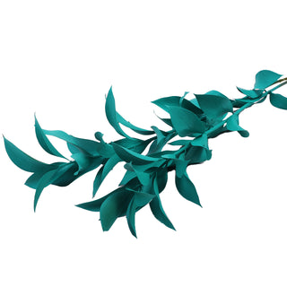 Aquamarine Painted Ruscus Green flowers - fresh-cut flowers by Bloomingmore - ideal for weddings and floral events