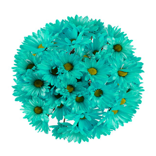 Aquamarine Tinted Pompom Daisy Mums Green flowers - fresh-cut flowers by Bloomingmore - ideal for weddings and floral events