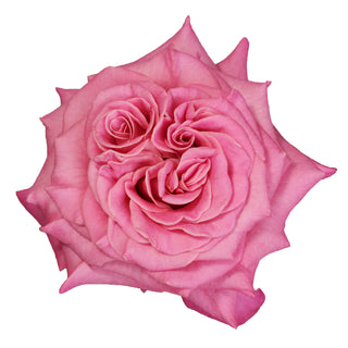 Ashley Garden Rose - 36 stems Pink roses - fresh-cut roses by Bloomingmore - ideal for weddings and floral events