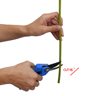 Aspidistra Green - 150 Stems Green flowers - fresh-cut flowers by Bloomingmore - ideal for weddings and floral events