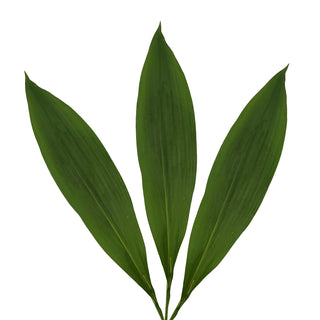 Aspidistra Green - 150 Stems Green flowers - fresh-cut flowers by Bloomingmore - ideal for weddings and floral events