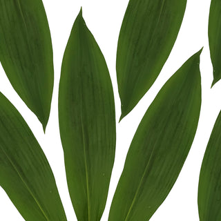 Aspidistra Green - 150 Stems Green flowers - fresh-cut flowers by Bloomingmore - ideal for weddings and floral events