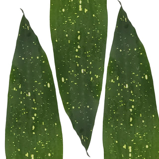 Aspidistra Milkway - 150 Stems Green flowers - fresh-cut flowers by Bloomingmore - ideal for weddings and floral events