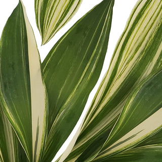 Aspidistra Variegated - 150 Stems Green flowers - fresh-cut flowers by Bloomingmore - ideal for weddings and floral events