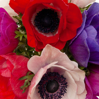 Assorted Anemones Assorted flowers - fresh-cut flowers by Bloomingmore - ideal for weddings and floral events