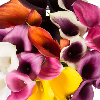 Assorted Color Mini Calla Lilies Assorted flowers - fresh-cut flowers by Bloomingmore - ideal for weddings and floral events
