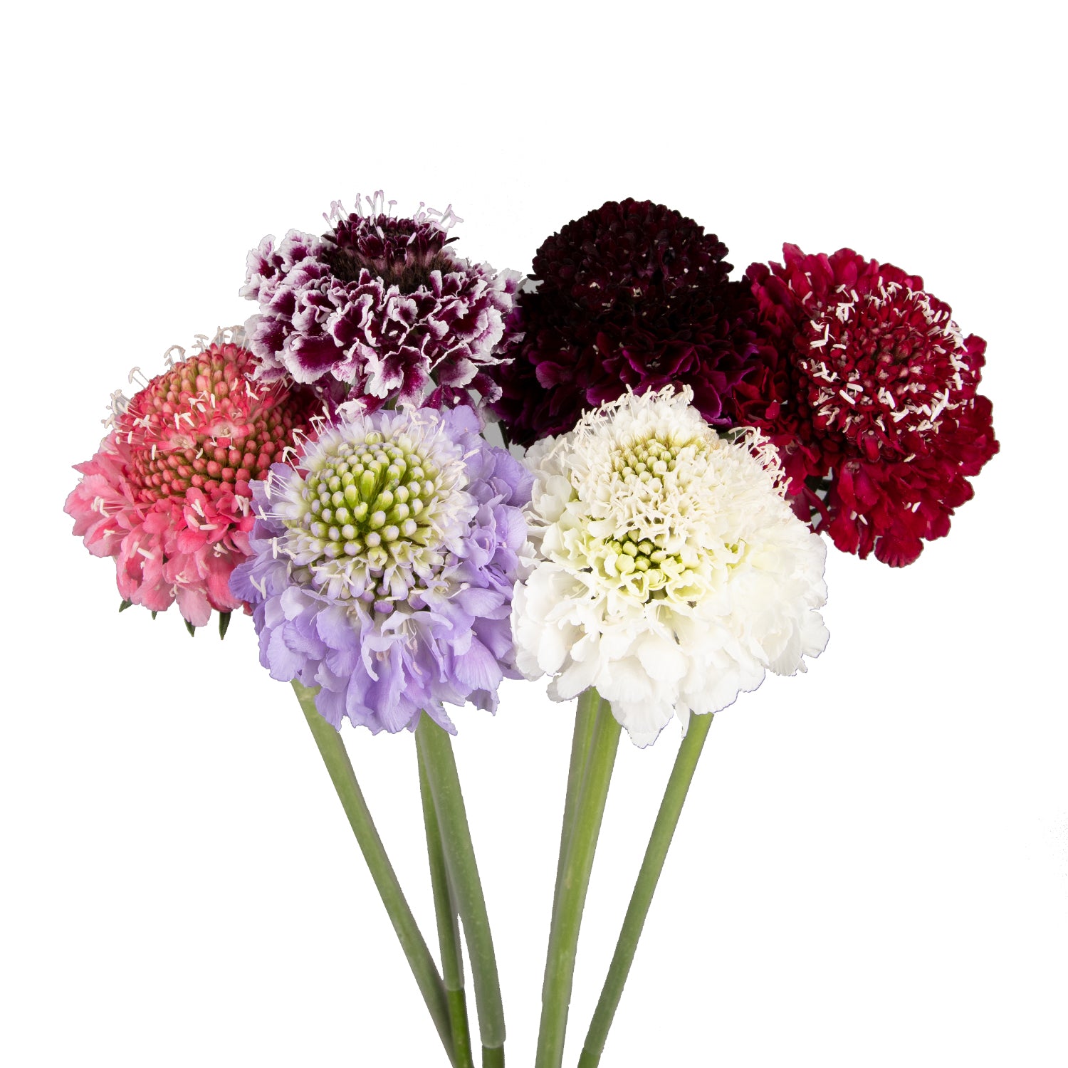 Assorted_Color_Scabiosa_Bloomi