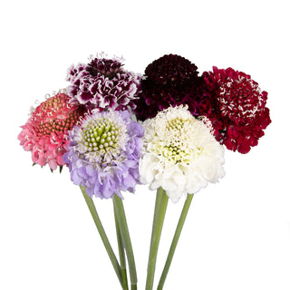 Assorted Color Scabiosa Assorted flowers - fresh-cut flowers by Bloomingmore - ideal for weddings and floral events
