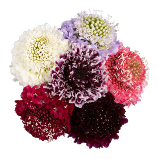 Assorted Color Scabiosa Assorted flowers - fresh-cut flowers by Bloomingmore - ideal for weddings and floral events