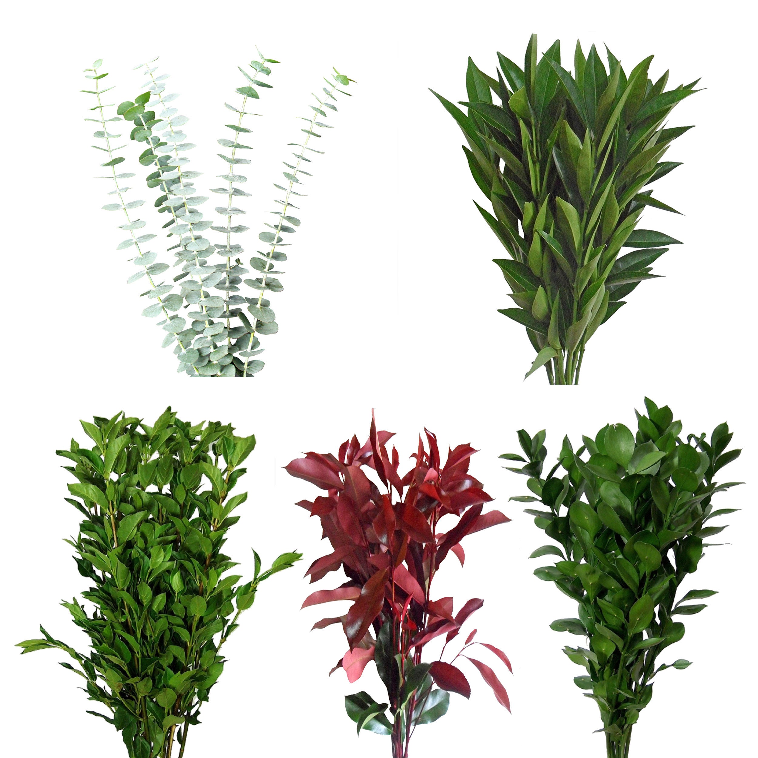 Assorted Eucalyptus, Viburnium, Ruscus, Photinia & Cocculus Combo Box