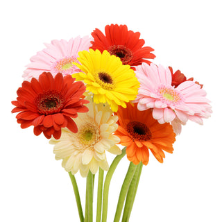 Assorted Gerberas Assorted flowers - fresh-cut flowers by Bloomingmore - ideal for weddings and floral events