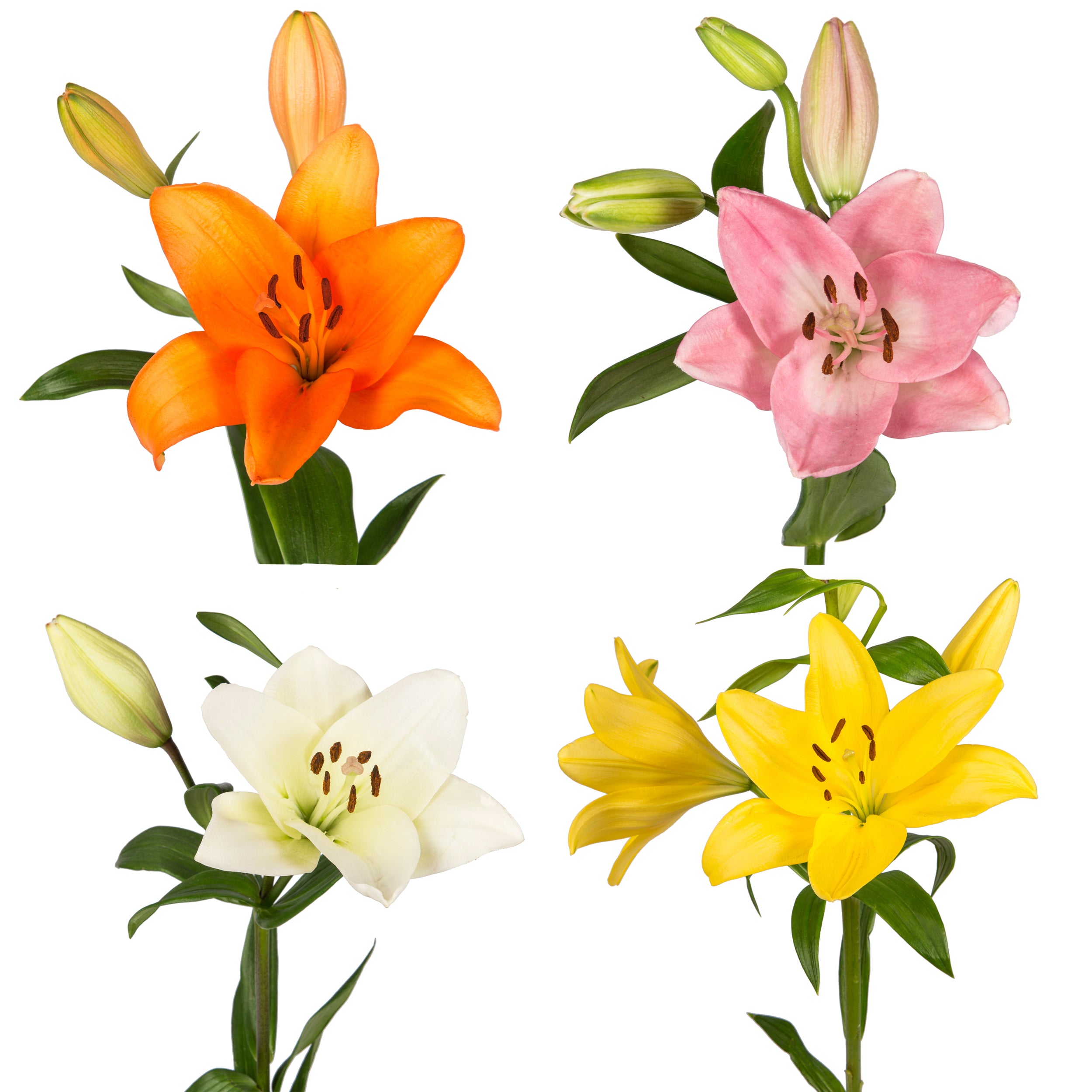 artisan lily flower Assorted L.A Hybrid Lilies