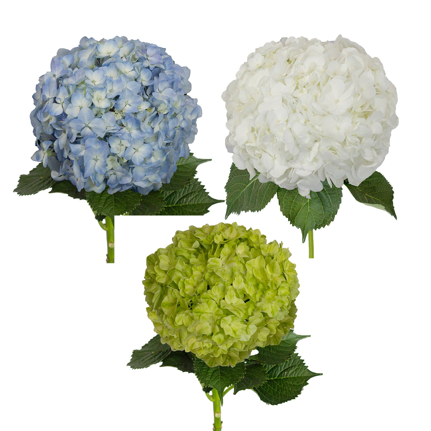 Assorted Natural Hydrangeas – Bloomingmore