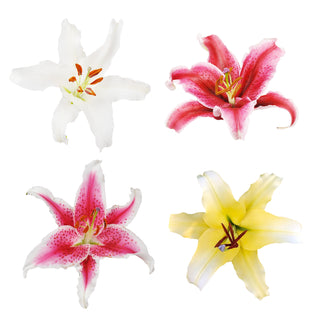 Assorted Oriental Lilies Assorted flowers - fresh-cut flowers by Bloomingmore - ideal for weddings and floral events