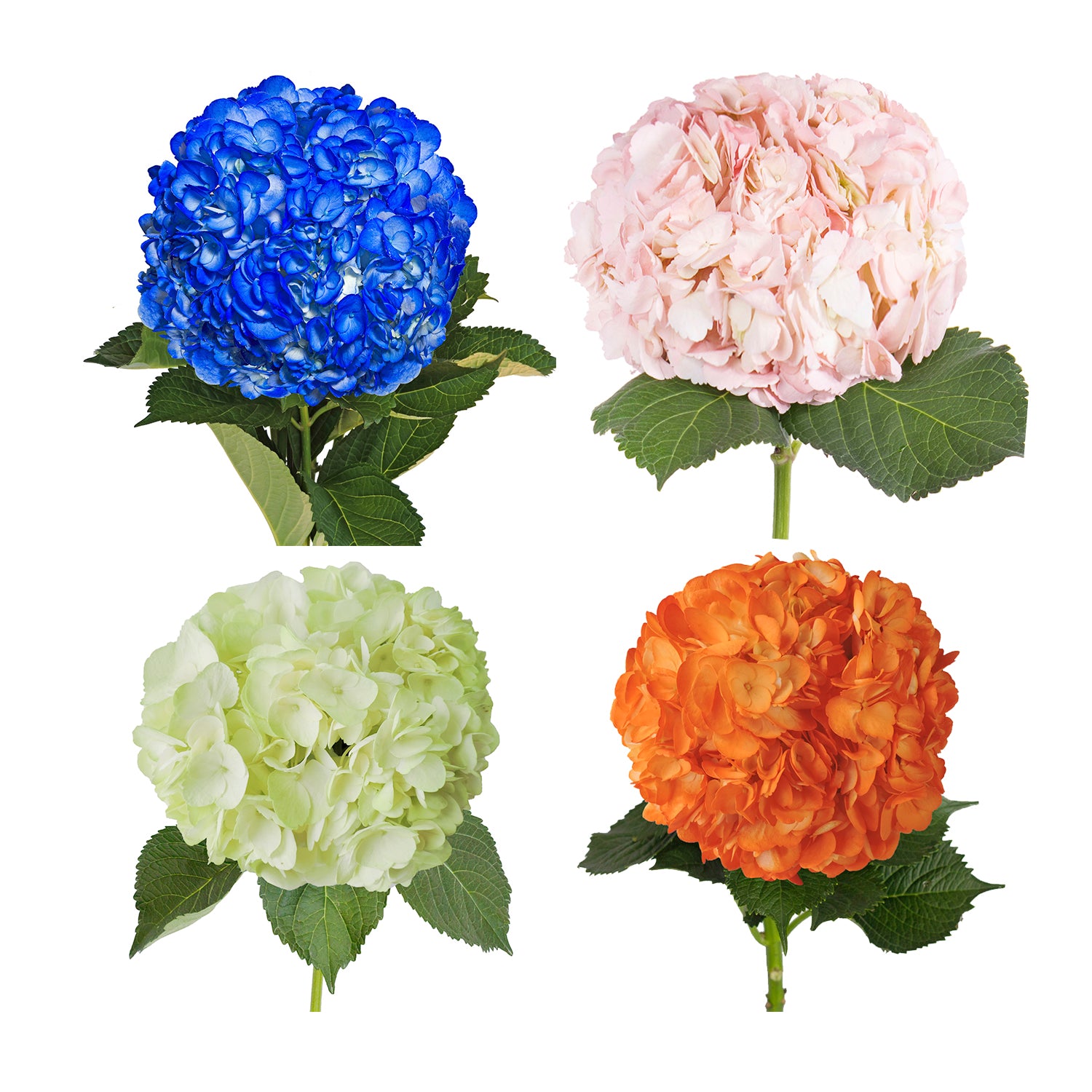 Assorted_Painted_Hydrangeas_Bl
