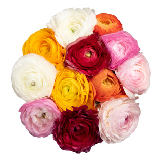 Assorted Ranunculus Assorted flowers - fresh-cut flowers by Bloomingmore - ideal for weddings and floral events