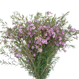 Waxflower Purple