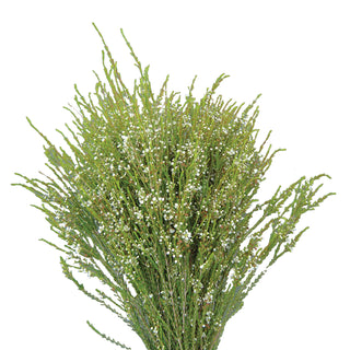 Waxflower White White flowers - fresh-cut flowers by Bloomingmore - ideal for weddings and floral events