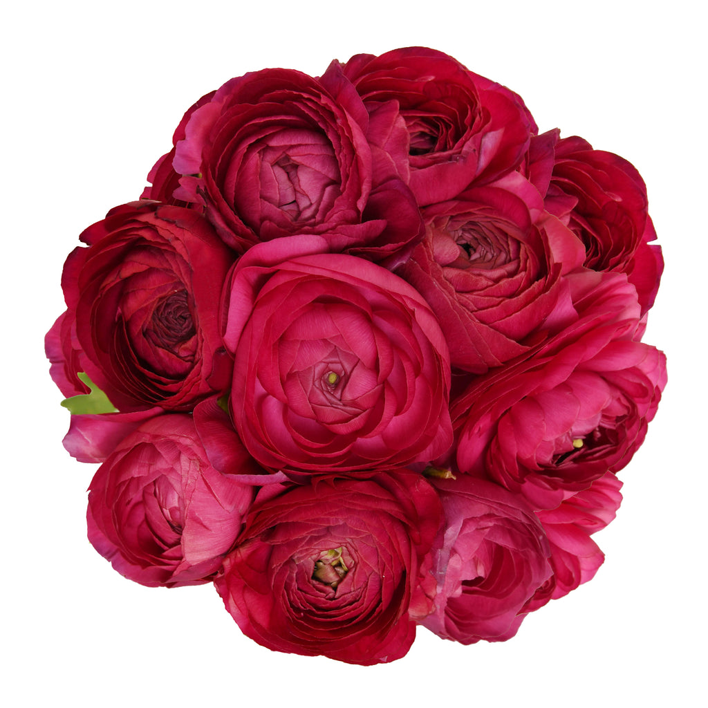 Hot Pink Ranunculus Bouquet