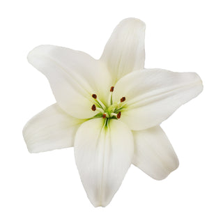 White LA Hybrid Lilies