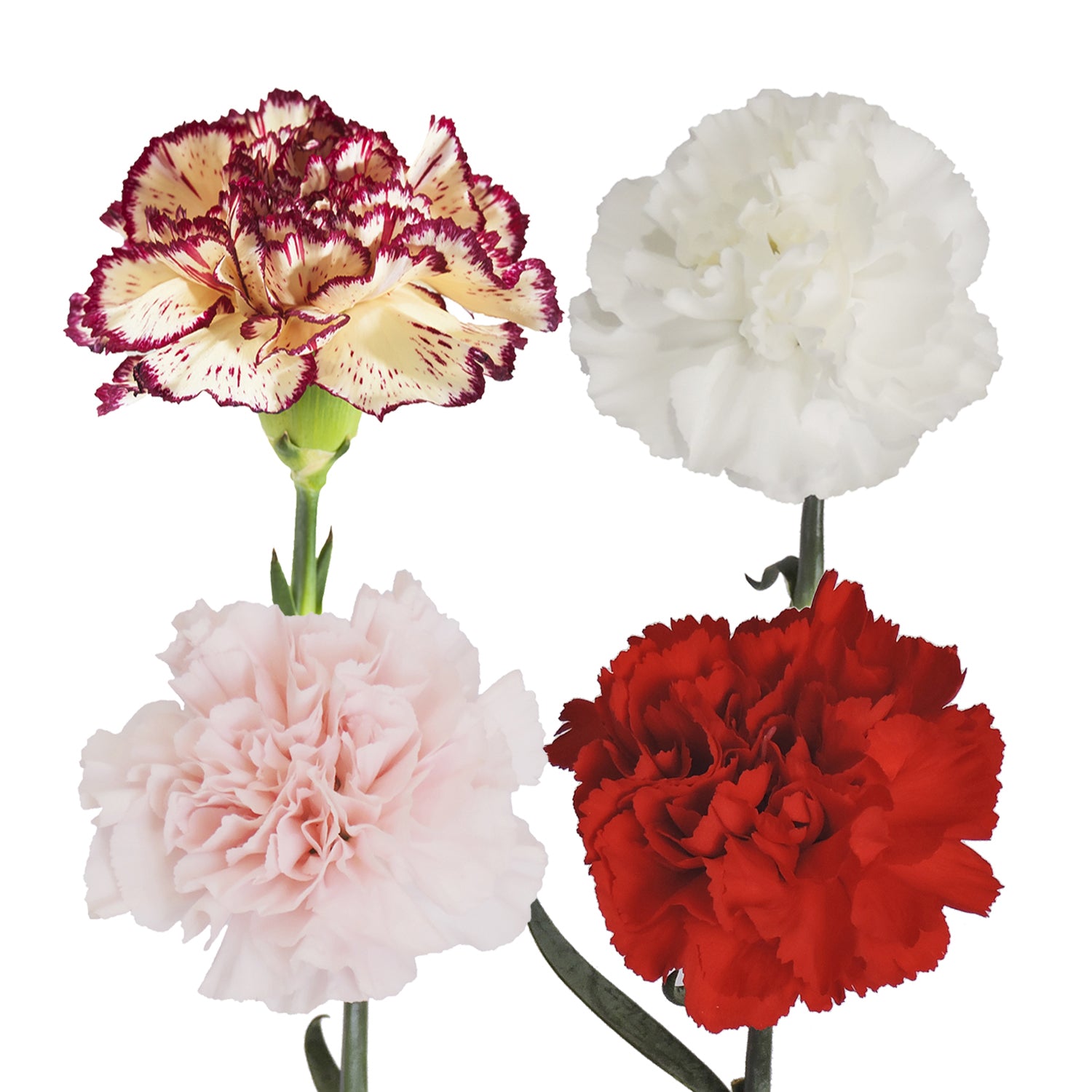 Mixed Color Novelty Carnation Flowers | DIY Wedding Flowers | FiftyFlowers