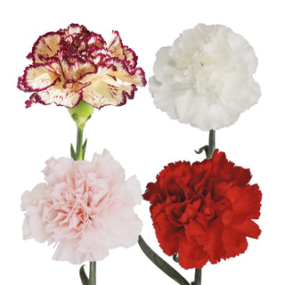 Assorted Carnations