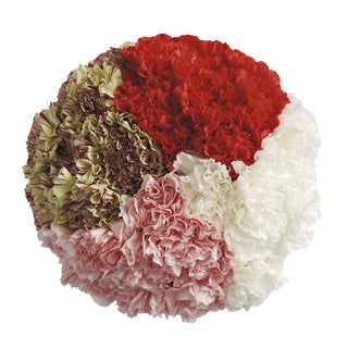 Assorted Carnations