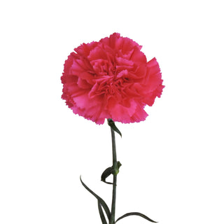 Hot Pink Carnations
