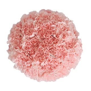 Light Pink Carnations