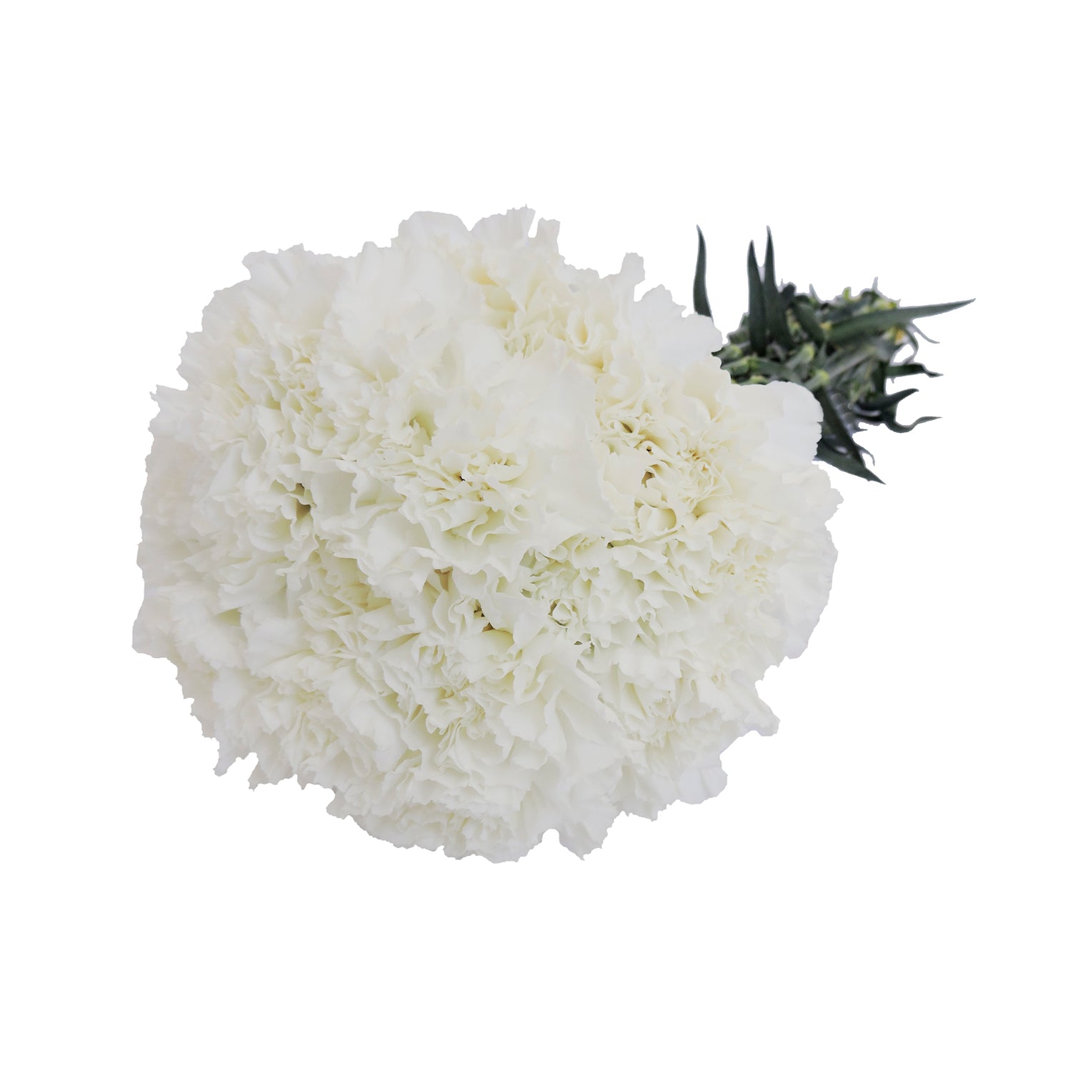 Wholesale White Carnations | Boxes of 50-200 Stems#N##N# #N##N# #N##N ...