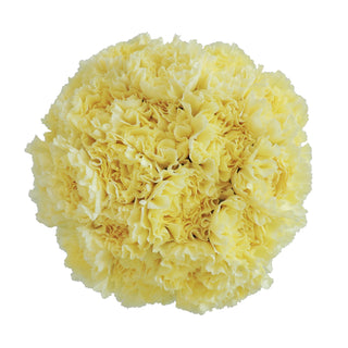 Yellow Carnations