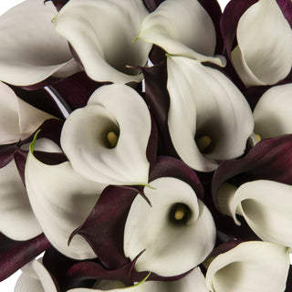 Black & White Double Calla Lilies