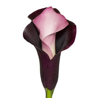 Black & Pink Double Calla Lilies