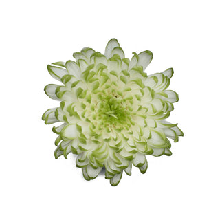 Lime Natural Disbud Cremon Mums