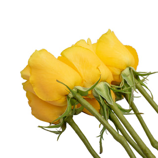 Do It Yourself Wired Yellow Roses
